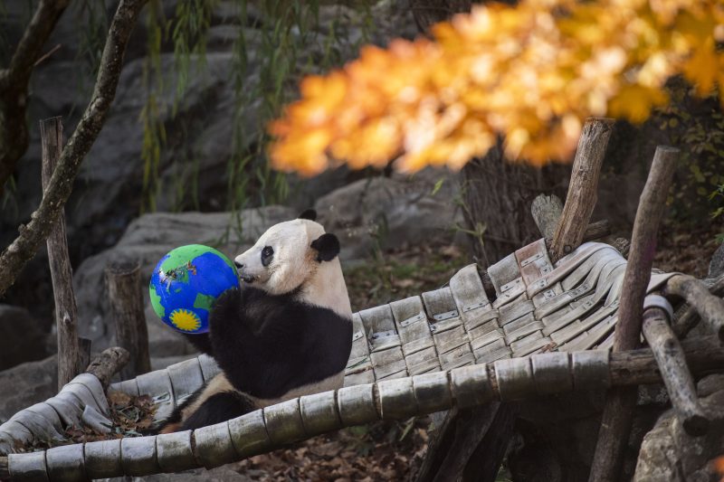  Panda diplomacy to live on? China’s Xi hints U.S. may get more bears.